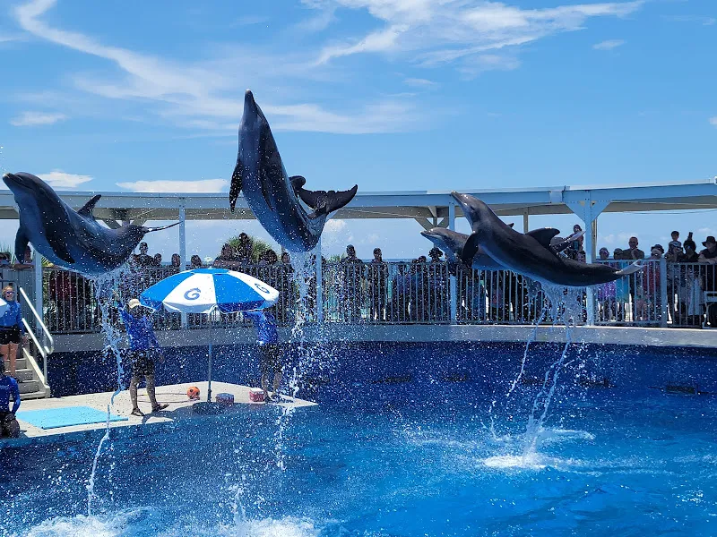 Gulfarium Marine Adventure Park