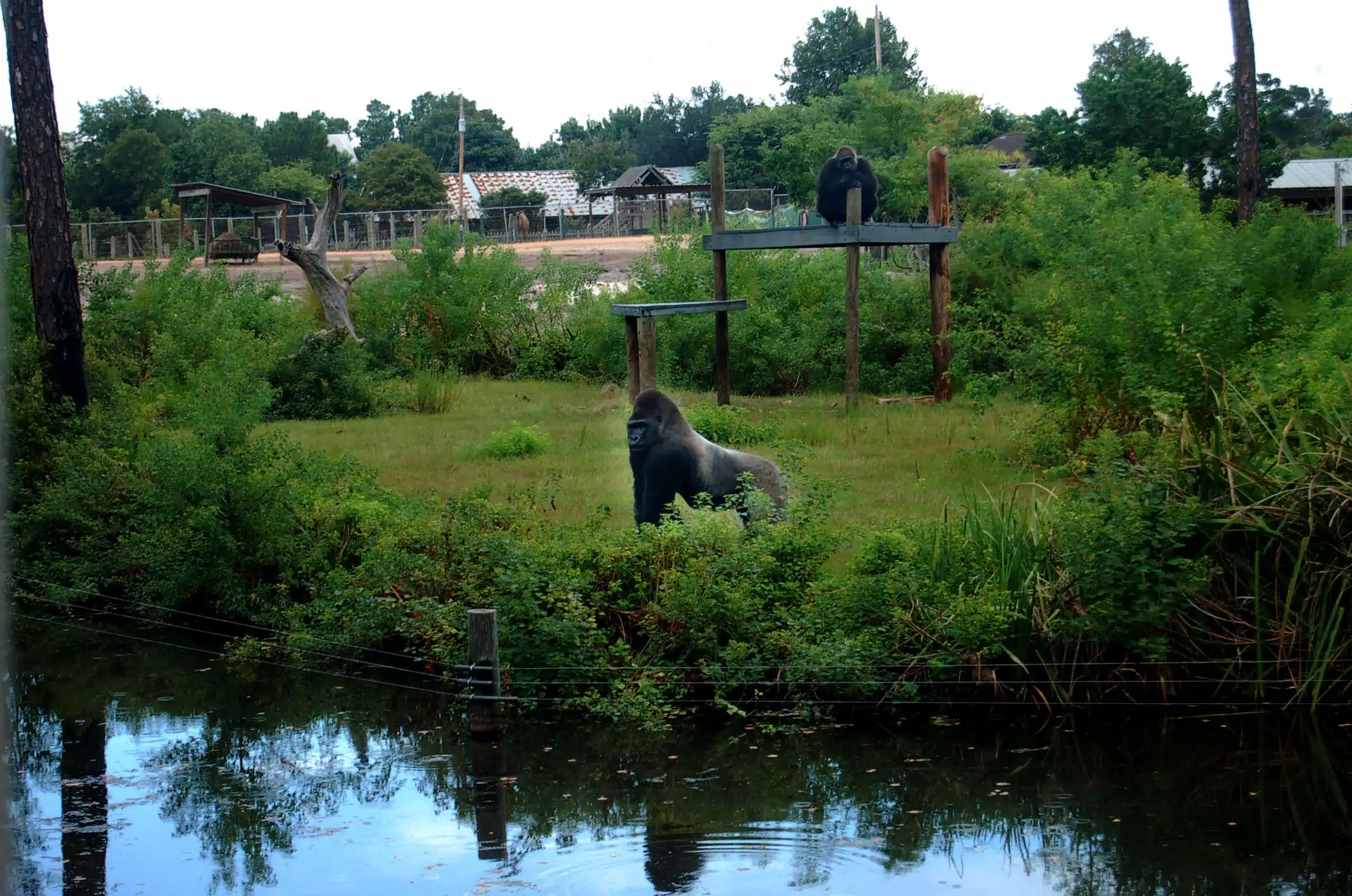 Gulf Breeze Zoo