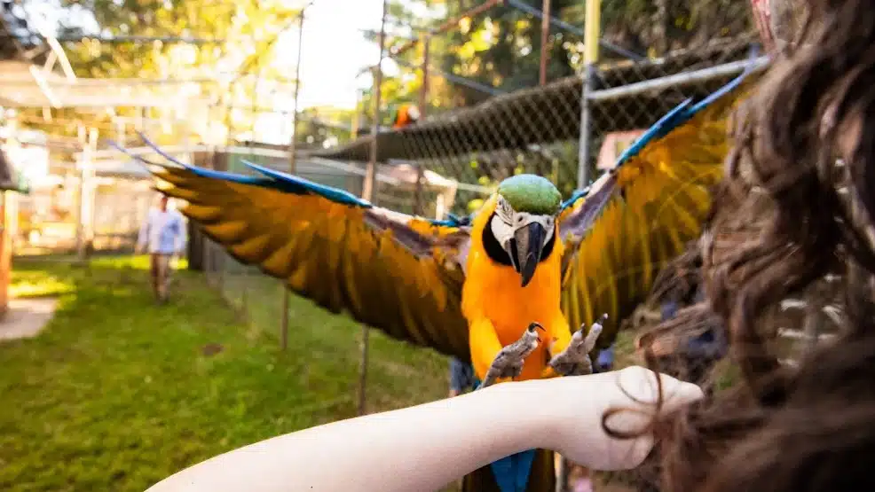 Uncle Sandys Macaw Bird Park