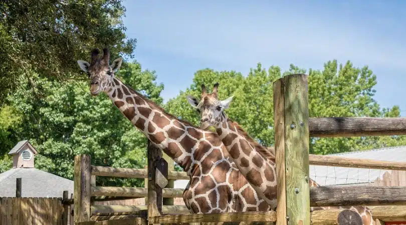 Gulf Breeze Zoo